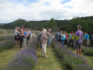 Výlet  Bezděkov - levandulová farma červenec 2019